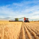 A combine harvester approaches the camera in a field of wheat. 