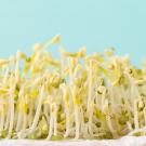 A mass of mung bean sprouts growing vertically with a light blue background.