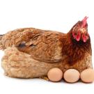Stock photo of a sitting brown hen with three brown eggs against a white background. 