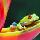 A photo of a tree frog