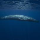 Whale seen from the side in blue ocean. 