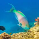 Center image is a large colorful fish feeding on a coral reef. A variety of other fish in the background. 