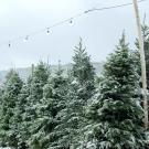 Christmas tree lot in the snow with string of fairy lights overhead