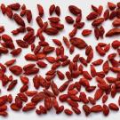 Dried red goji berries against white background