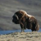 Adult brown muskox, sideview, standing in Arctic tundra in Greenland