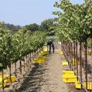 A man harvests grapes from two different trellis systems at UC Davis
