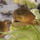 A brown snail on the edge of a ragged leaf. 