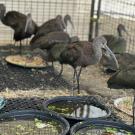 Ibis stand besides plates of food and water in an enclosed wildlife care facility