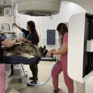 A german shepperd mix dog lies on an exam table and is being prepped for a cancer treatment in a linnear accelerator.
