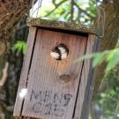 Two young tree swallows look out of hole in nestbox hanging from tree