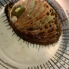 Adult red abalone at marine laboratory