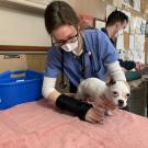 Izzy Hack. a veterinary student dressed in scrubs, examines a chihuahua pug mix puppy.