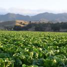 Field of lettuce in California with mountains in background
