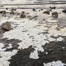 Thousands of microbead pellets from a ripped pool toy scatter across the surface of Lake Tahoe in July 2021.