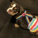 Myrtle, a bulldog puppy, born with spina bifida wearing rainbow striped diapers.