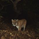 P-22 stares into remote camera on the trail in dark woods
