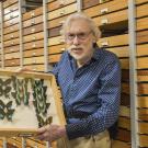 Man holds up drawer of butterfly specimens in museum
