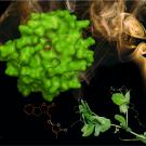 Molecular model of enzyme, pea plant and some smoke