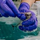 A small bird is being held over a tub of blue, soapy water and scrubbed with a Q-tip 