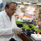 A researcher in a lab, wearing a lab coat and gloves, examines plants on a workbench.