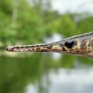 Profile view of snout and face of spotted gar, a native fish in the Louisiana Bayou