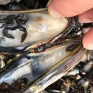 Animals visible as mussel shell held open by hand