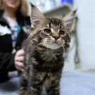 A fluffy brown tabby cat with large ears, sitting on a table with a person in the background.