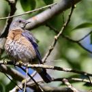 Western bluebird on tree branch