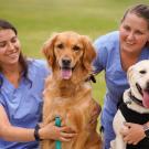 Two veterinary students in blue scrubs smiling and posing with a golden retriever and a Labrador retriever on a grassy field outside Scrubs Cafe, UC Davis.