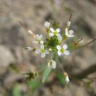Photo of Arabidopsis thaliana, or thale cress, a small, flowering weed