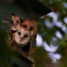 Three barn owls peek out of a nest box in a tree