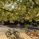 A tree in blossom in foreground and students on bikes in the background