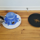 Cat at tray of food