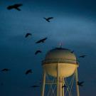 Crows fly away from the UC Davis water tower.