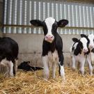 Dairy calves in barn