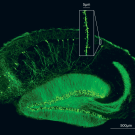 close up of mouse brain