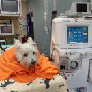 White dog wrapped in orange blanket next to dialysis machine
