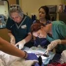 vets apply fish skins to burns on dog injured in camp fire