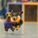 Three dachshunds in a Doxie Derby race, 2013