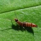 Photo of a small brown insect on a bright green leaf