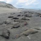 many dead elephant seals lie on beach Argentina, victims of bird flu outbreak