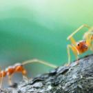 ants walk on bark