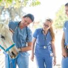 First-year veterinary medicine students learn how to check the health and how to work with horses at the Center for Equine Health 