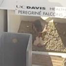 Mother peregrine falcon with new hatchlings.