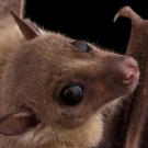 virus detected in fruit bats