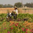 With a foreground of greenery and red flowers, two students harvest vegetables at the UC Davis Student Farm. 