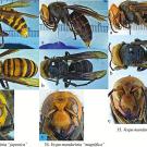 Nine hornets in a grid