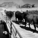 bulls over bridge