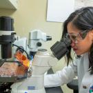 Missy Pham uses microscope to look at stem cells