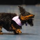 Picnic Day long-haired dachshund runs in Doxie Derby
